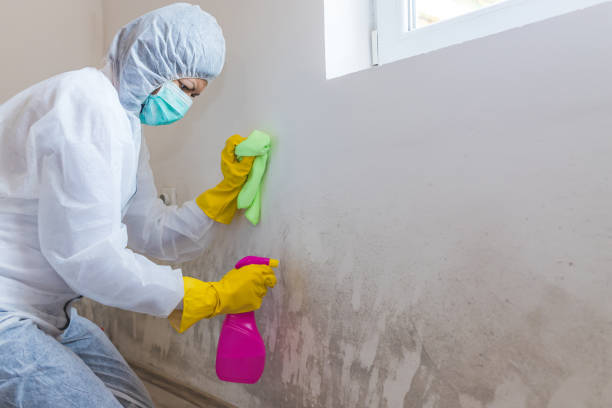 Best Mold Odor Removal Services  in Bridgeport, OH